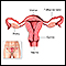 Birth control pill - Series