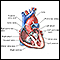 Heart, section through the middle