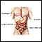 Illustracin - Enciclopedia Ilustrada de Salud
