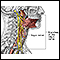 Role of the vegus nerve in epilepsy