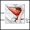 Bladder anatomy