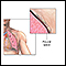 Pleural cavity