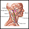 Lymph tissue in the head and neck.